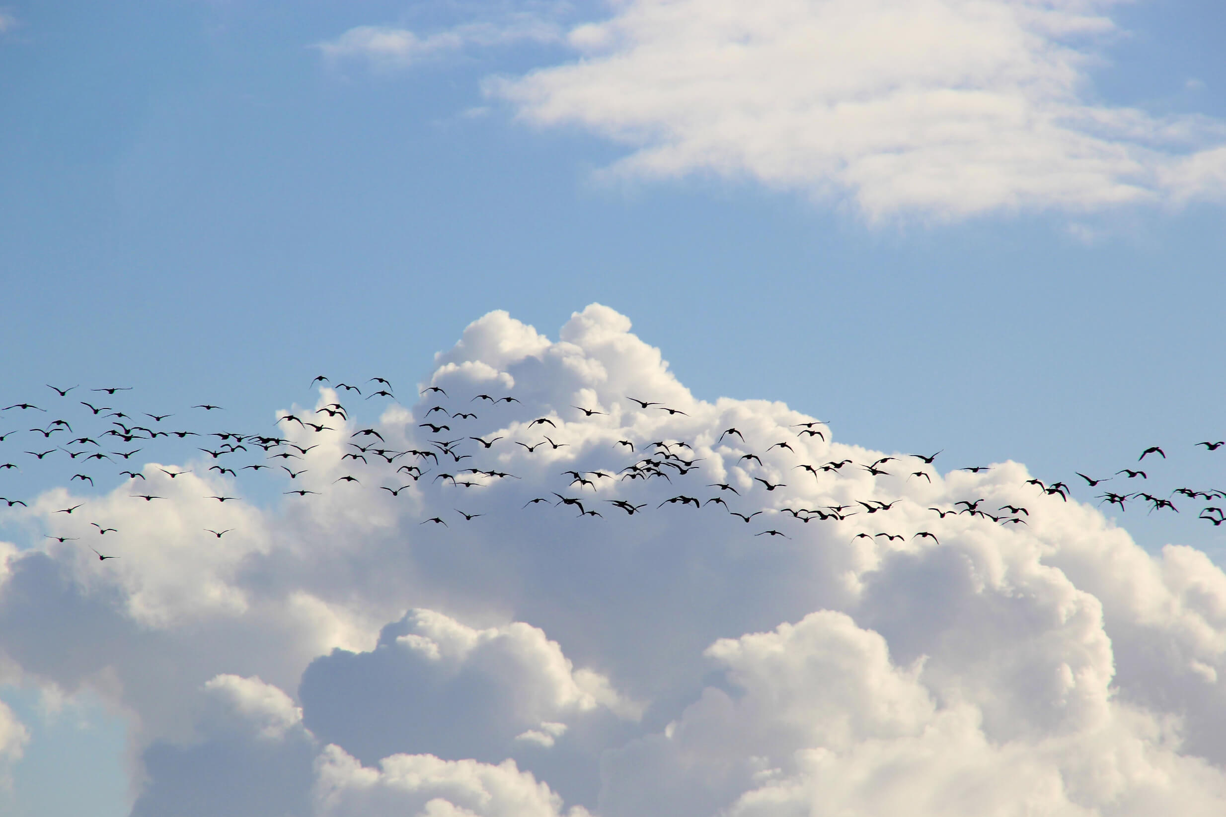 Birds-02