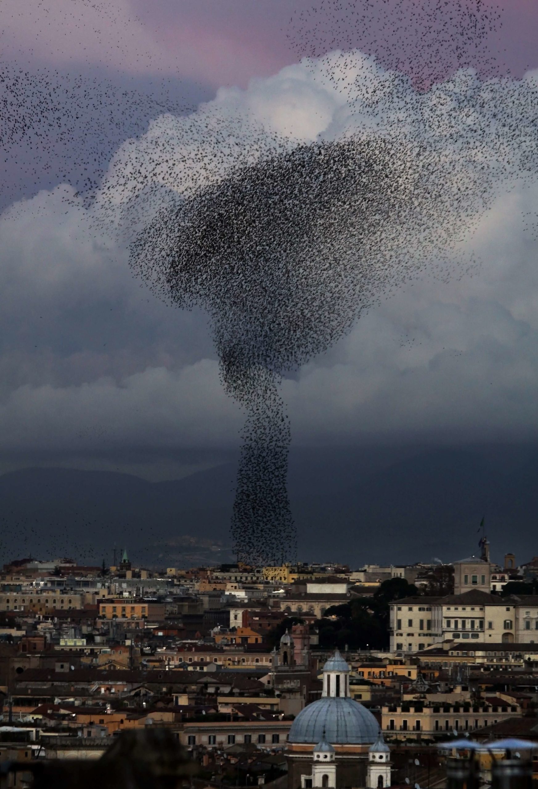 flock-of-birds-591334