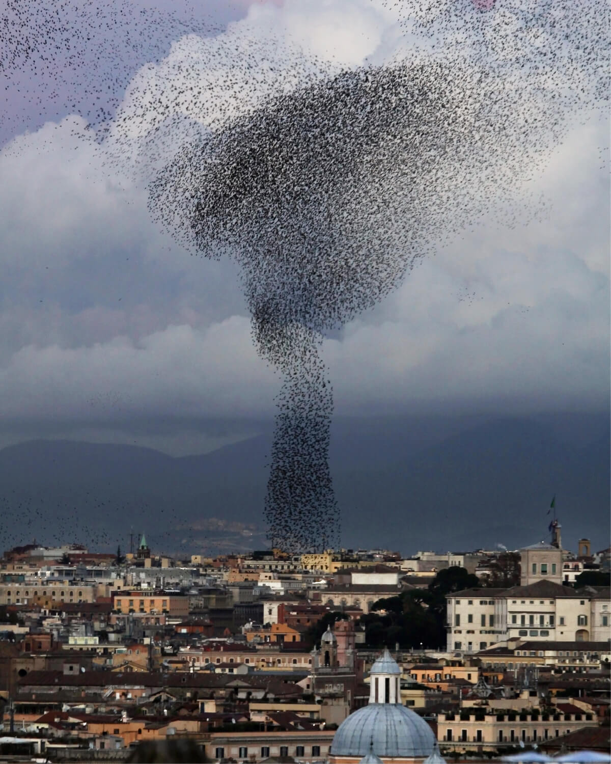 flock 01