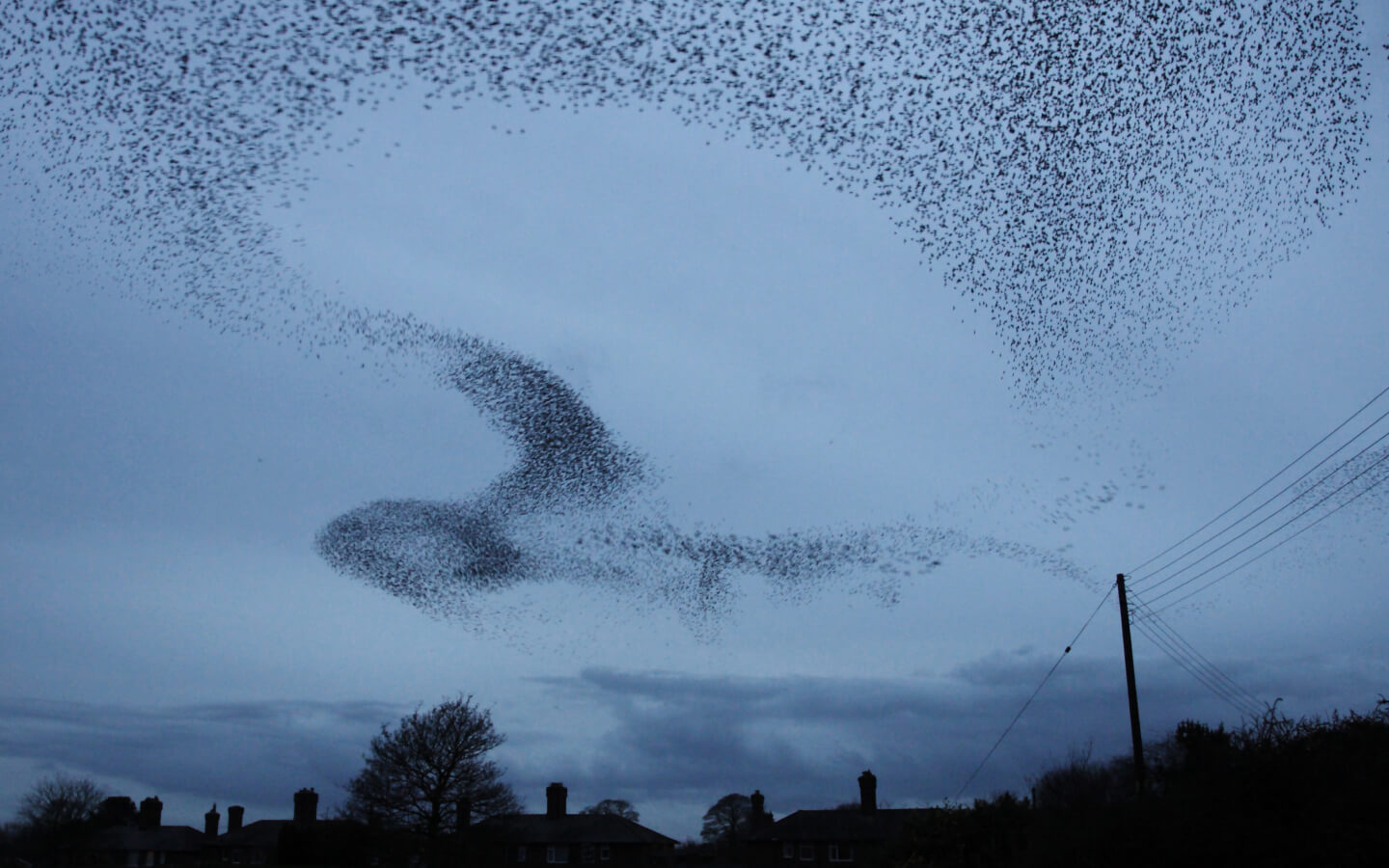flock 02