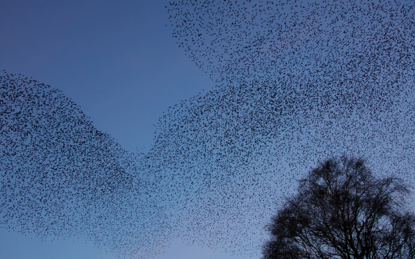 flock 03